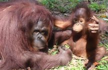 Bukit Merah Orang Utan and Penang City Private Tour