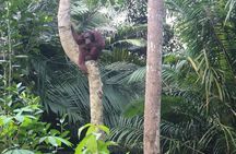 Bukit Merah Orang Utan and Penang City Private Tour