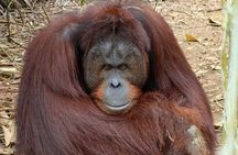 Bukit Merah Orang Utan and Penang City Private Tour