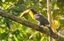 2 Day Mindo Cloud Forest Birdwatching Tour from Quito