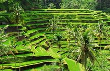 Ubud: Best of Ubud Private Day Tour - All Inclusive