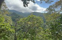 Wingfield Rainforest Hike & Romney Experience St Kitts