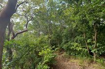 Wingfield Rainforest Hike & Romney Experience St Kitts
