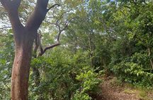 Wingfield Rainforest Hike & Romney Experience St Kitts