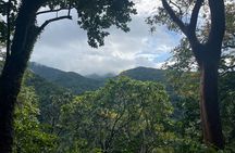 Wingfield Rainforest Hike & Romney Experience St Kitts