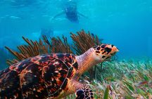 Reef Snorkeling in National Park from Cancun with Beachside Lunch
