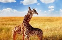 4 Day Small Group Garden Route Tour in Cape Town