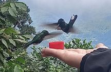 Mindo Cloud Forest Day Trip from Quito – Birdwatching & Adventure