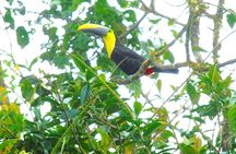 Mindo Cloud Forest Day Trip from Quito – Birdwatching & Adventure