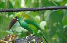 Mindo Cloud Forest Day Trip from Quito – Birdwatching & Adventure