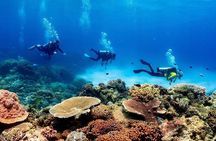 Blue Dive Private Guided Scuba Dive Cairns