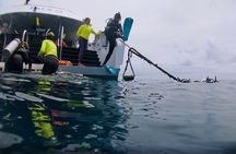 Blue Dive Private Guided Scuba Dive Cairns