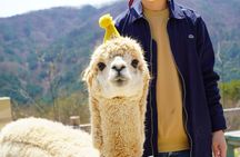 Private Tour: Nami Island& (Alpaca World 'or' Morning Calm)&Lunch