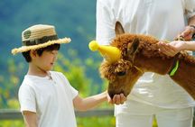Private Tour: Nami Island& (Alpaca World 'or' Morning Calm)&Lunch