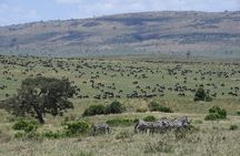 5 Day Tour of Lake Naivasha Lake Nakuru and Masai Mara Reserve