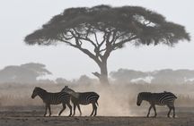 5 Day Tour of Lake Naivasha Lake Nakuru and Masai Mara Reserve