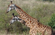 5 Day Tour of Lake Naivasha Lake Nakuru and Masai Mara Reserve