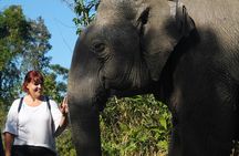 Angkor Wat Temples & Kulen Elephant Forest Day Tour 