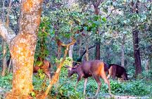 2 Night 3 Days Chitwan Jungle Safari Tour from Kathmandu