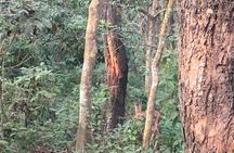 2 Night 3 Days Chitwan Jungle Safari Tour from Kathmandu