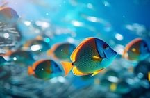 Sharm El Sheikh: White Island and Ras Mohamed Cruise Adventure