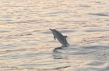 Taormina Dolfin 2-hour boat tour
