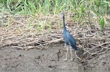Animal Sightseeing Boat Tour in Palo Verde National Park