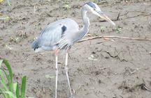 Animal Sightseeing Boat Tour in Palo Verde National Park