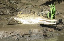 Animal Sightseeing Boat Tour in Palo Verde National Park