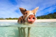 Swimming Pigs and Snorkeling Adventure on Athol Island