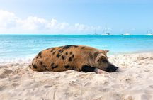 Swimming Pigs and Snorkeling Adventure on Athol Island