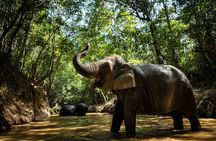 Angkor Wat Temples & Kulen Elephant Forest Day Tour 
