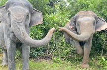 Angkor Wat Temples & Kulen Elephant Forest Day Tour 