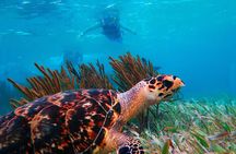 Coral Reef Snorkeling Expedition from Cancun with Beachside Lunch