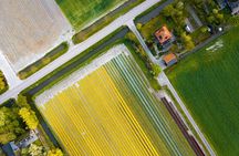 Sightseeing Tulip Fields Tour Near Amsterdam