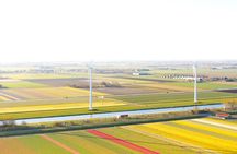 Sightseeing Tulip Fields Tour Near Amsterdam