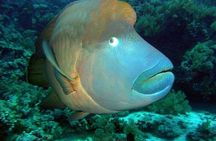 Grand Safari including Snorkeling at the Blue Hole and a Camel Ride along the Gulf of Aqaba