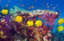 Grand Safari including Snorkeling at the Blue Hole and a Camel Ride along the Gulf of Aqaba