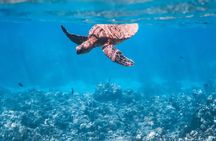 Summer Morning Express Snorkel Adventure off Ka'anapali Beach