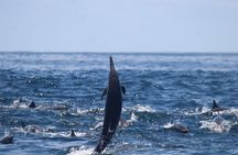Combo Tour Marino Ballena National Park