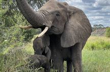 Day Tour to Tarangire National Park from Arusha
