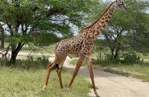 Day Tour to Tarangire National Park from Arusha