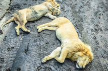 Day Tour to Tarangire National Park from Arusha