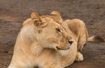 Day Tour to Tarangire National Park from Arusha