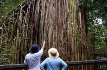 Blue Adventures Private Wildlife & Rainforest Safari Port Douglas
