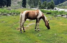 Group Kashmir Deluxe Tour & Tailored Ex Srinagar