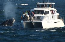 Full Day Small Group Whale Watching and Wine Tasting Experience