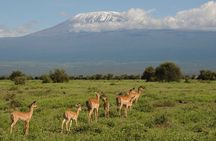 6 Days Tour of Amboseli Tsavo West and Tsavo East National Parks