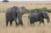 6 Days Tour of Amboseli Tsavo West and Tsavo East National Parks