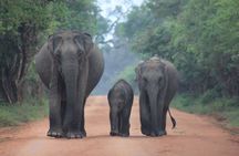 Ella to Tangalle/Hiriketiya/Mirissa/Galle Shuttle & Yala Safari